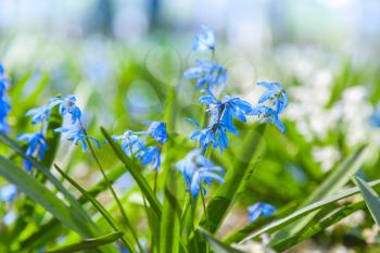 Scilla sibirica. Blue and white spring flowers. Selective focus