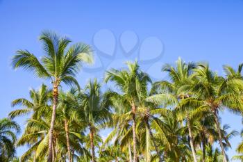 Forest of coconut palm trees over clear blue sky background