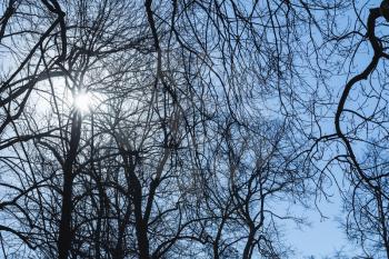 Shining sun with lens flare in bare trees silhouettes, natural background blue toned photo