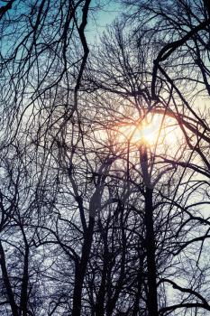 Shining sun with lens flare in bare trees silhouettes over blue sky, natural background photo, tonal correction filter effect