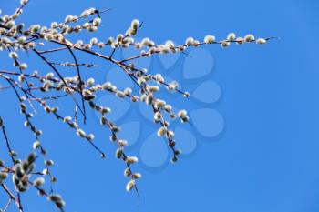 Pussy willow branches with white catkins on a blue sky background. Photo with shallow DOF