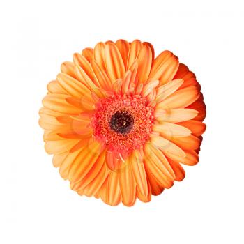 Bright red gerbera flower isolated on white background, top view, macro photo 
