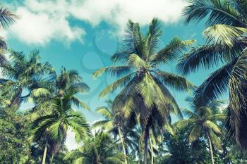 Coconut palm trees over cloudy sky background. Vintage style. Photo with blue toned filter effect