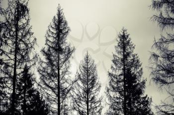 Tall old spruce trees, black silhouettes over cloudy sky, toned photo, vintage style