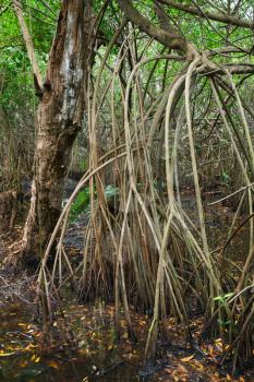 Wild dark tropical forest landscape, mangrove trees growing in the water. Vertical photo