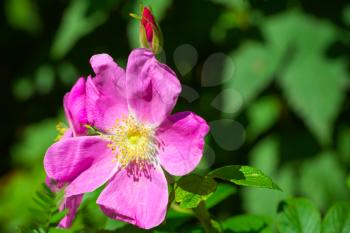 Bright pink wild dog-rose flower macro photo with selective focus