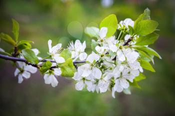 Apple tree branch with white flowers in spring garden