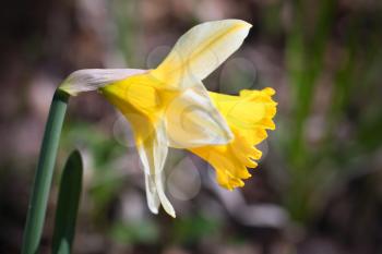 Yellow narcissus flower, closeup photo