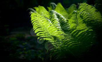 Forest fern green nature background