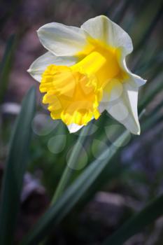 Yellow narcissus flower, closeup photo
