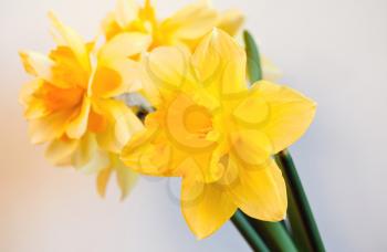Yellow narcissus flowers, closeup photo on light background with soft shadow