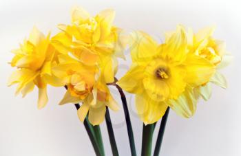 Yellow narcissus flowers, closeup photo on light background with soft shadow