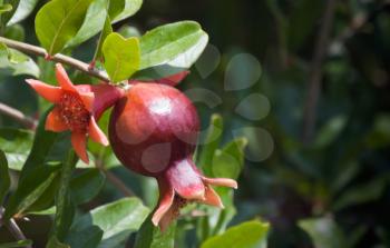 Young small pomegranate on tree branch