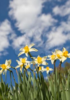 Field of narcissus flowers above blue cloudy sky