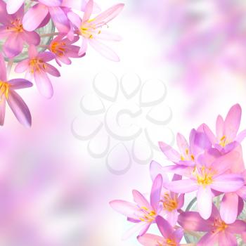 Pink saffron crocus flowers on soft colorful background