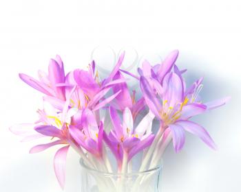 Saffron crocus flowers with soft shadows on white background