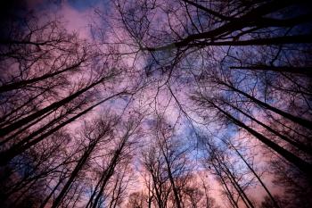 Looking Up at the morning sky in the Autumnal forest