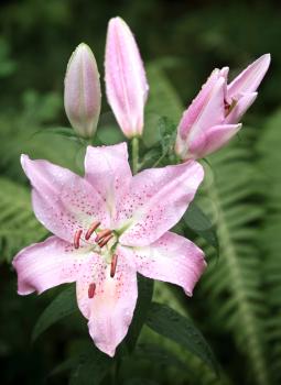 Large wet pink lily flowers above dark green leaves background