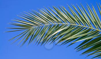 Palm leaf isolated on blue sky background