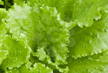 Fresh bright green lettuce leaves closeup photo