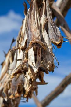 Norwegian traditional stockfish outdoor drying on the sun above blue cloudy sky