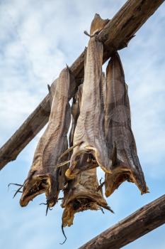 Norwegian traditional stockfish outdoor drying