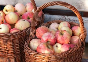 Autumn garden harvest, colorful apples lay in the baskets