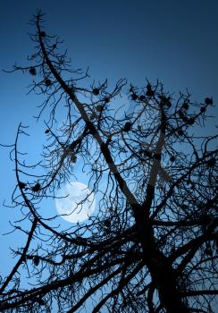 Dry dead pine tree silhouette and full Moon above deep blue sky
