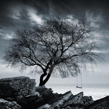 Tree without leaves with swing stands on a rocky seashore