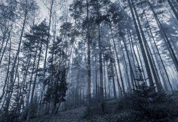 Early morning in a dark forest with fog and tall trees