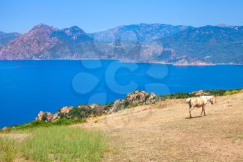 Horse grazing on coastal hills of South Corsica, France