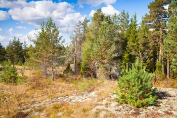 Wild natural landscape, forest edges in Karelia, Russia