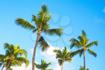 Palm trees over blue cloudy sky, nature of Dominican republic