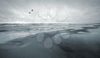 Stylized monochrome photo: Two seagulls and empty coast of the Sea. Gulf of Finland, Baltic Sea, Narva-Joesuu, Estonia