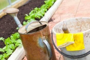 Agricultural tools in a greenhouse. Watering can, bucket, yellow rubber gloves