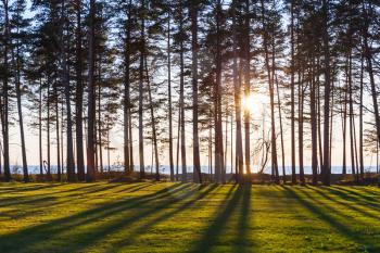 Sun is shining trough trees on the coast of the Baltic Sea, Estonia, Narva. Natural photo with selective focus on a foreground grass