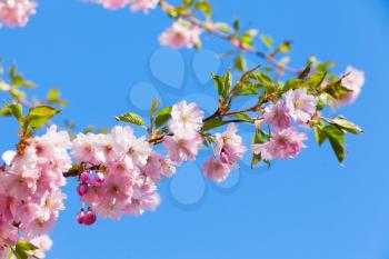 Pink flowers and fresh green leaves of cherry tree on bright blue sky background, closeup photo with selective focus