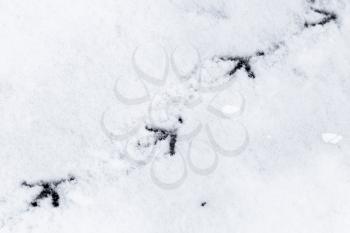 Bird traces in fresh loose snow