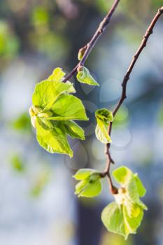 Fresh new green tree leaves over blurred natural background, spring season. Closeup photo with selective focus