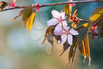 Pink flowers on wild cherry tree, closeup blossom photo with selective focus