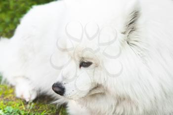 White fluffy Samoyed dog lays on a green grass, closeup photo