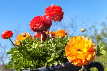 Bright red and yellow peony flowers in summer garden over blue sky background