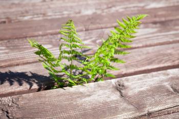 Young green fern grow through rural wooden floor