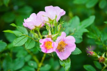 Rosa rubiginosa. Pink wild rose flowers on green bush in summer garden