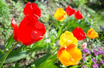 Colorful tulip flowers in spring garden, closeup photo with selective focus