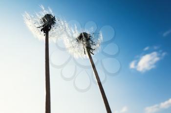 Two blooming dandelion flowers over blue sky background, closeup photo with selective focus