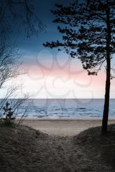 Dark coastal landscape. Pine tree silhouette over colorful evening sky. Sandy road goes to beach on Baltic Sea coast
