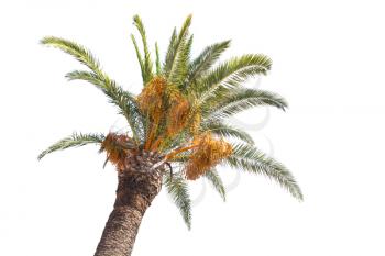 Date palm tree isolated on white background