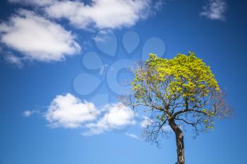 Bright green tree with blue sky and white clouds on a background
