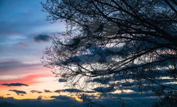Black bare tree branches over colorful cloudy sky at sunset